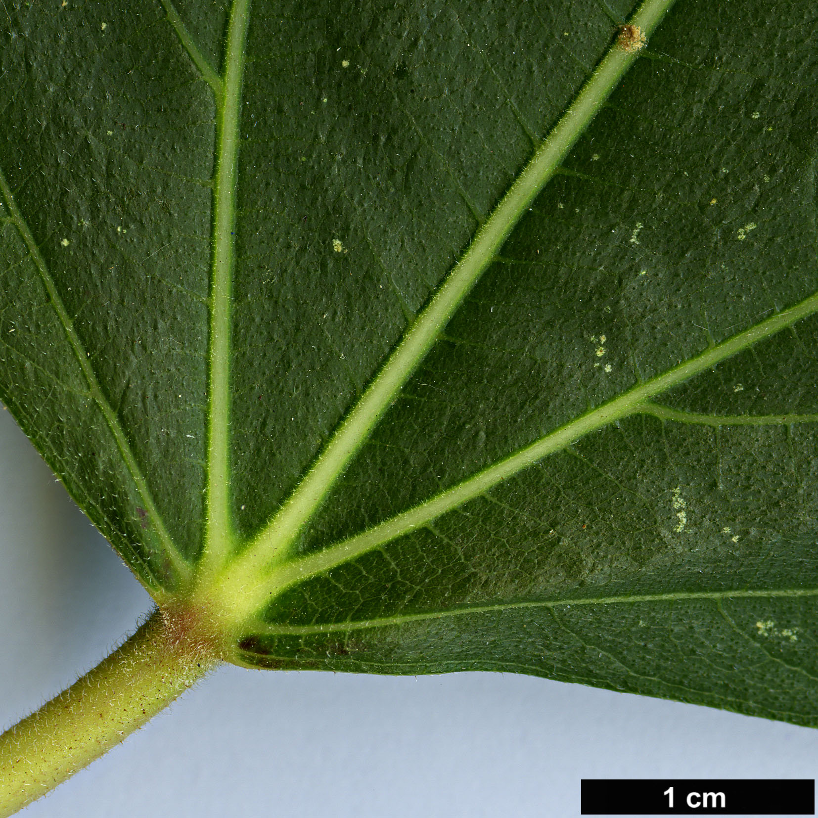 High resolution image: Family: Moraceae - Genus: Ficus - Taxon: pseudocarica